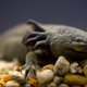 Illustration for article titled Complete Axolotl Genome Could Pave the Way Toward Human Tissue Regenerationem/em